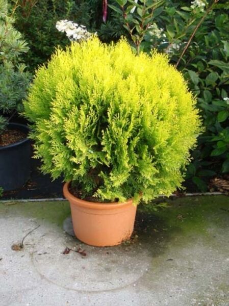 Thuja orientalis 'Aurea Nana' / Morgenländischer Lebensbaum 'Aurea Nana', kugeliger gelbgrüner Nadelstrauch im Topf, 60–70 cm C35