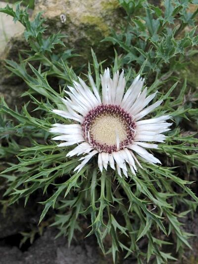 Silberdistel / Carlina acaulis ssp. simplex
