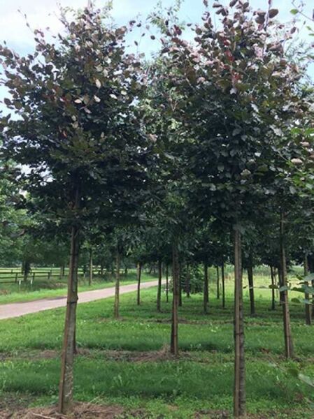 Blutbuche 'Purpurea' / Fagus sylvatica 'Purpurea'
