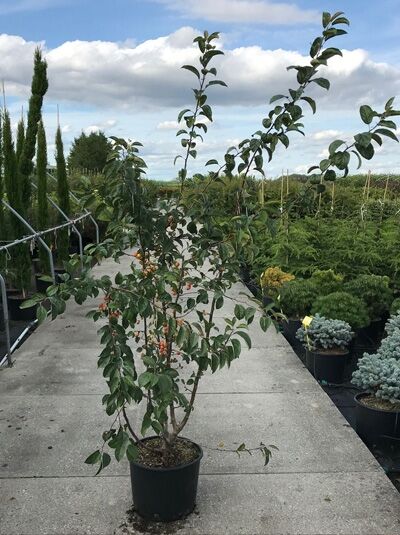 Zierapfel 'Professor Sprenger' / Zierapfel 'Professor Sprenger'