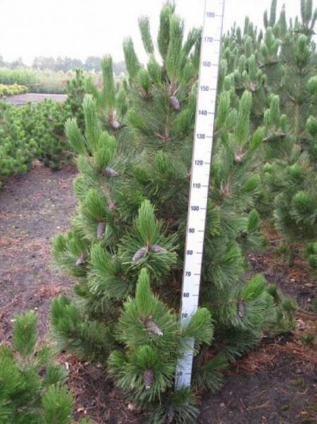Pinus leucodermis / Schlangenhaut-Kiefer, Nadelgehölz mit Zapfen, 150–175 cm hoch, mit Drahtballen (m. Db.)