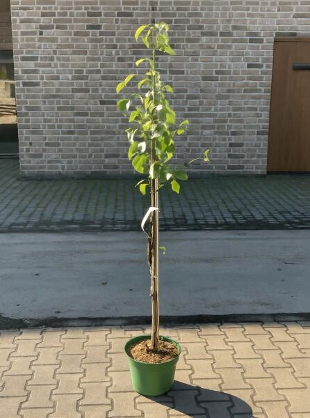 Pyrus communis 'Alexander Lucas' / Birne 'Alexander Lucas' Halbstamm C7 im Pflanztopf, junger Baum mit Stützpfahl und grünen Blättern.