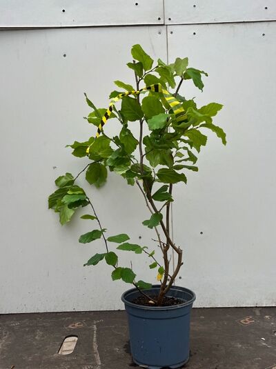 Eisenholzbaum 'Vanessa' - Parrotia persica 'Vanessa'