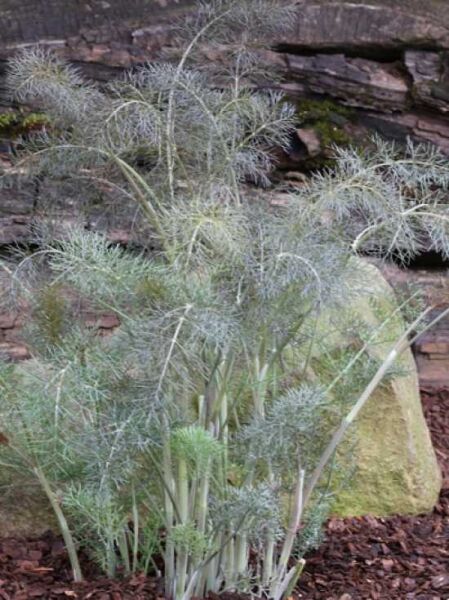 Rotlaubiger Fenchel / Foeniculum vulgare 'Purpureum'