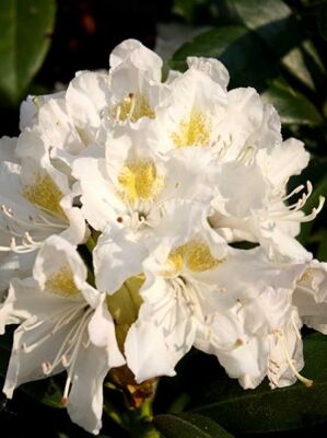 Rhododendron 'Cunningham's White' - Rhododendron Hybride 'Cunningham's White '