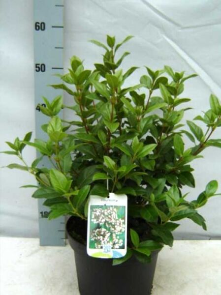 Viburnum tinus / Mittelmeer-Schneeball 40-50 cm C7, immergrüner Strauch im Pflanztopf mit grünem Laub.