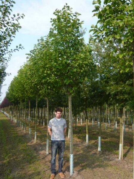 Großblumige Magnolie „Galaxy“ (Magnolia 'Galaxy') Hochstamm, Stammumfang 18–20 cm, mit durchgehendem Stamm und grüner Krone