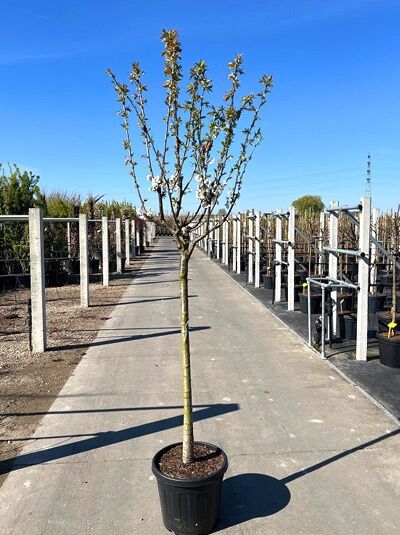 Prunus avium 'Burlat' / Süßkirsche 'Burlat' Halbstamm 12-14 StU im Container, junger Obstbaum mit Stamm und verzweigter Krone.