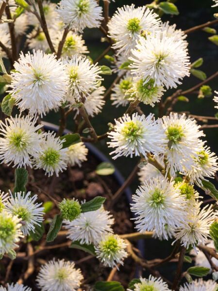 Großer Federbuschstrauch / Fothergilla major / Fothergilla monticola