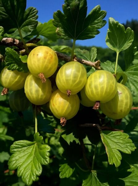 Ribes uva-crispa 'Hinnonmäki gelb' / Stachelbeere 'Hinnonmäki gelb' mit gelben Früchten am Strauch und grünen Blättern