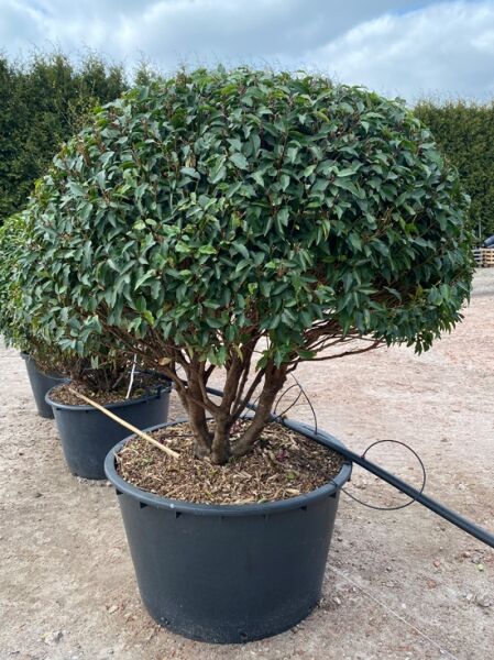 Prunus lusitanica 'Angustifolia' 160 cm breit x 135 cm hoch / Portugiesischer Kirschlorbeer 'Angustifolia' Schirm Nr. 1188