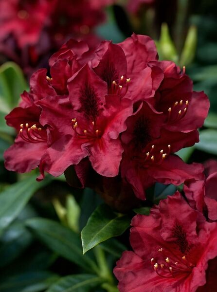 Rhododendron Hybride 'Kali' / Rhododendron 'Kali', dunkelrote Blüten in dichten Dolden und grünes, ledriges Laub