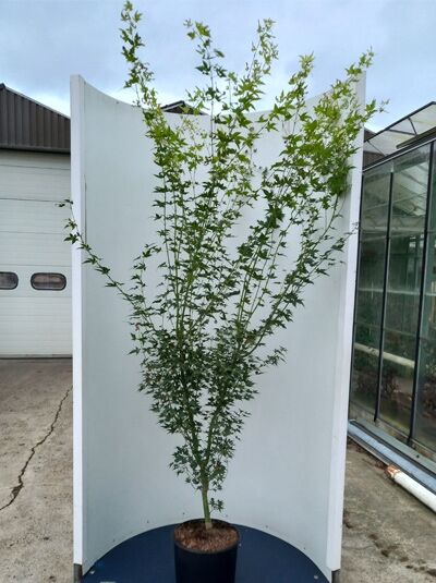 Goldgelber Fächer-Ahorn (Acer palmatum 'Aureum') 175-200 cm im C20-Container, aufrechter Wuchs mit verzweigten Trieben und grünen Blättern.