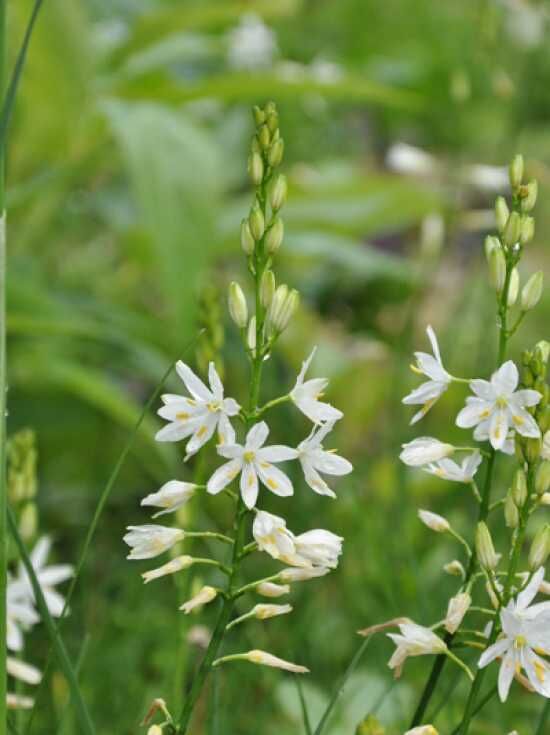 Astlose Graslilie / Anthericum liliago kaufen