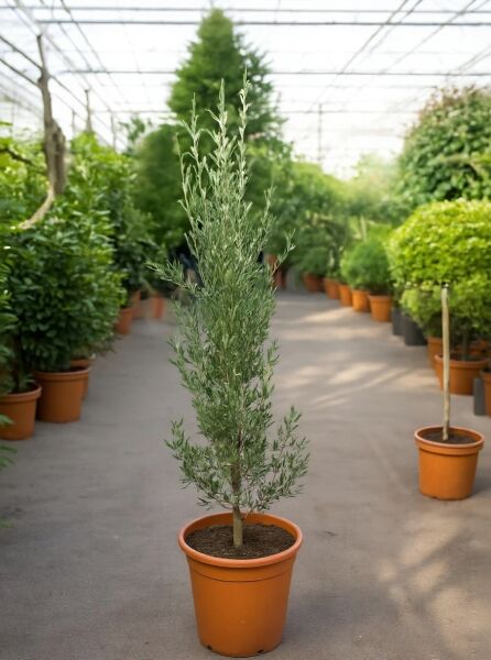 Olea europaea (Olivenbaum/Echter Ölbaum) 100-125 cm C15, schlanker Baum im Topf mit silbrig-grünen Blättern