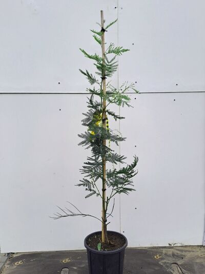 Silber-Akazie (Acacia dealbata) Falsche Mimose, Pflanze im Topf C3, 100–125 cm, aufrechter Stamm mit gefiedertem Laub.