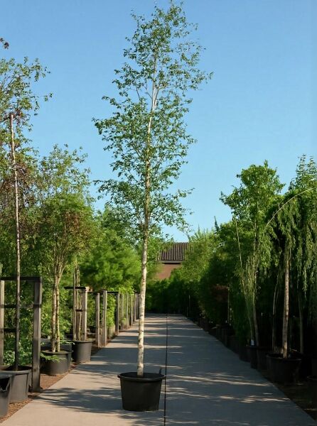 Kupfer-Birke (Betula albosinensis) Chinesische Birke Hochstamm 16-18 StU im Container, schlanker Stamm mit grünen Blättern.