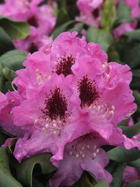 Rhododendron Hybride 'Currieanum' / Rhododendron 'Currieanum'