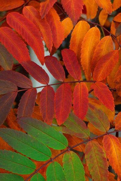 Eberesche 'Wettra' / Eberesche 'Wettra'