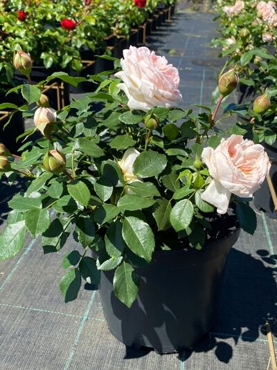 Rosa 'Garden of Roses' / Beetrose 'Garden of Roses' C5 im Topf mit lachsrosa Blüten und Knospen, glänzend grünem Laub