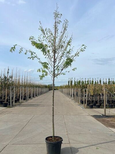 Japanische Zelkove / Keakibaum - Zelkova serrata