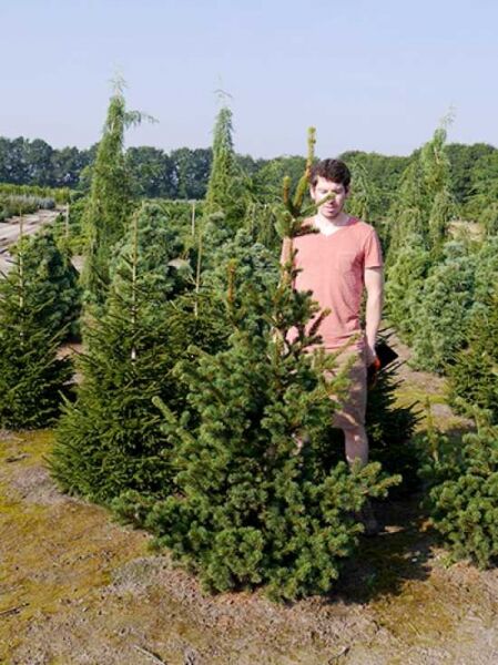 Picea pungens 'Lucky Strike' / Stech-Fichte 'Lucky Strike' 175-200 cm m. Db. als Solitär im Container auf Baumschulfläche