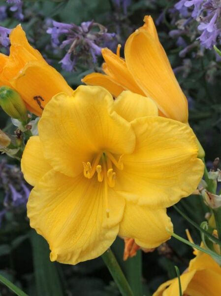 Garten-Taglilie (Hemerocallis hybrida) 'Stella de Oro' mit gelber Blüte und Knospen, Nahaufnahme