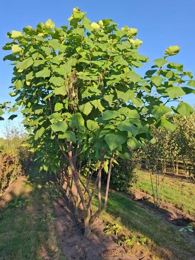 Trompetenbaum 'mehrstämmig' / Catalpa bignonioides