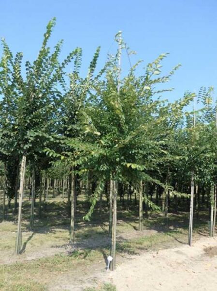 Sapporo-Ulme Hochstamm (Ulmus 'Sapporo Autumn Gold') mit geradem Stamm und breiter, grüner Krone, im Feld kultiviert