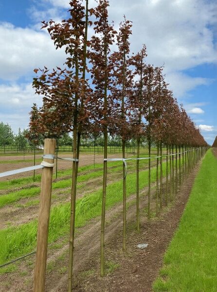 Malus 'Rudolph' / Zierapfel 'Rudolph' Hochstamm 12-14 StU, Reihe junger Bäume mit rötlichem Laub im Feldbestand.