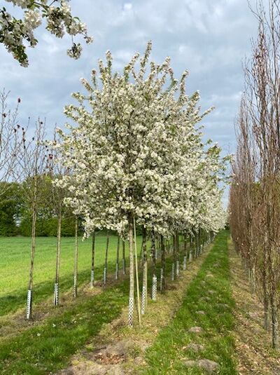 Zierapfel 'Professor Sprenger' / Malus 'Professor Sprenger'