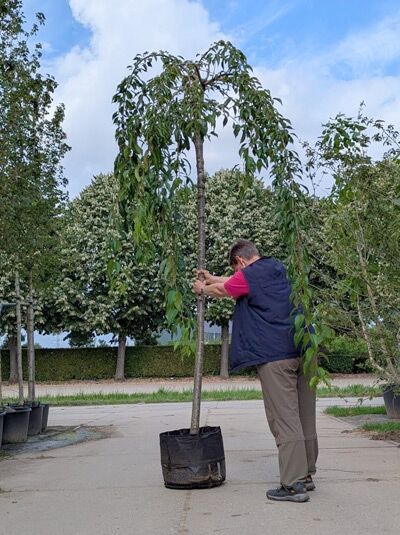 Prunus serrulata 'Kiku-Shidare', Hängende Nelken-Kirsche, Hänge-Zierkirsche Hochstamm 16-18 StU im Container mit hängenden Trieben