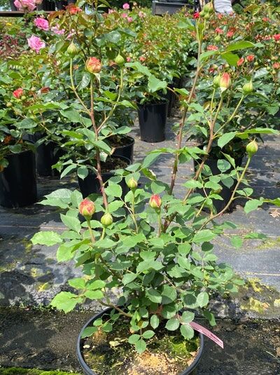 Englische Rose 'Boscobel' (Rosa 'Boscobel') im Topf C5, grünes Laub mit mehreren rosafarbenen Knospen an aufrechten Trieben.