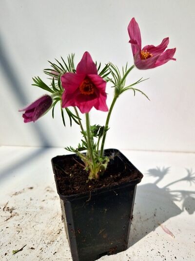 Pulsatilla vulgaris 'Rosen Glocke' Küchenschelle 'Rosen Glocke' P9 im Topf mit rosafarbenen Blüten und fein gefiedertem Laub