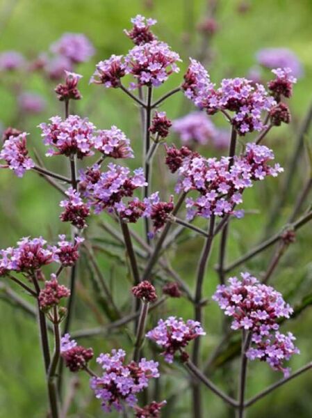 Eisenkraut 'Lollipop' / Verbena bonariensis 'Lollipop'