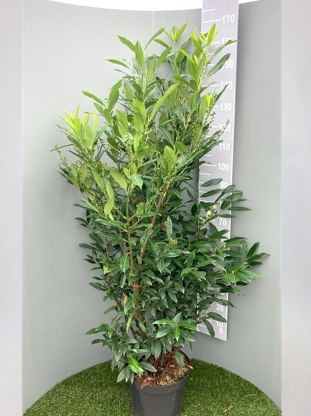 Kirschlorbeer 'Herbergii' (Prunus laurocerasus 'Herbergii') im Container C15, 150–175 cm, dicht belaubter Strauch im Topf.