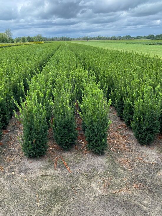 mnnliche Becher-Eibe 'Hillii' - Taxus media 'Hillii' - Baumschule NewGarden
