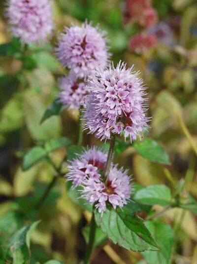 Mentha aquatica (Wasserminze) mit violetten, kugeligen Blütenständen und gezähnten, grünen Blättern am Stängel