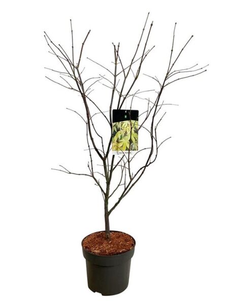 Japanischer Ahorn / Fächer-Ahorn 'Osakazuki' - Acer palmatum 'Osakazuki'