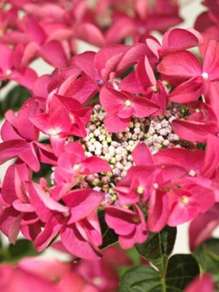 Hydrangea macrophylla 'Lady in Red'® / Teller-Hortensie 'Lady in Red'®