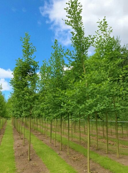 Alnus glutinosa (Schwarz-Erle/Rot-Erle) Hochstamm 14-16 StU, m. Db., in Reihen gepflanzt mit grüner Belaubung.