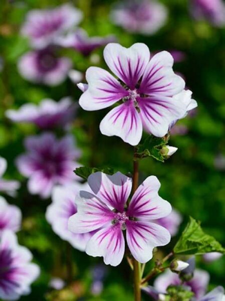 Malva sylvestris 'Zebrina' / Garten-Malve 'Zebrina' mit weiß-rosa Blüten und violetten Streifen am Stiel mit grünen Blättern