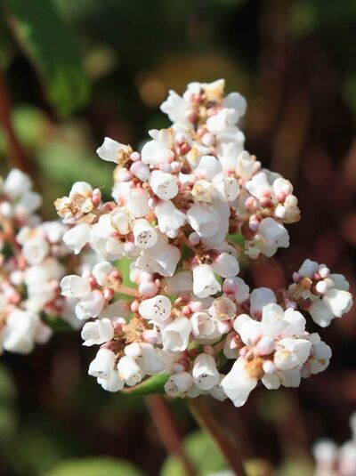 Himalaja-Glocken-Knöterich 'Album' / Himalaja-Glocken-Knöterich 'Album'