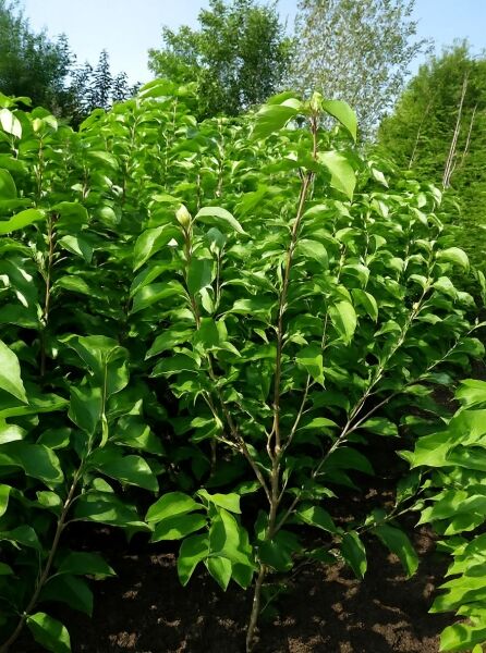 Magnolia 'Sunrise ®' / Magnolie 'Sunrise ®' 125-150 cm m. B., junger Baum mit grünen Blättern im Baumschulquartier