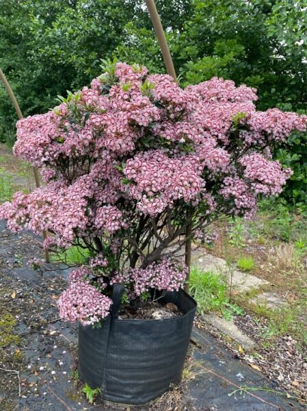 Kalmia myrtifolia 'Minuet' (Lorbeerrose/Berglorbeer) 60–70 cm, Solitär im Topf, buschiger Strauch mit vielen rosa Blütenständen.