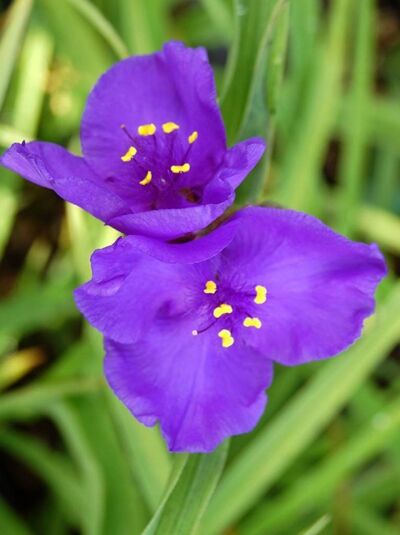 Tradescantia andersoniana 'Leonora' / Dreimasterblume 'Leonora' mit violetten Blüten und gelben Staubgefäßen, Nahaufnahme