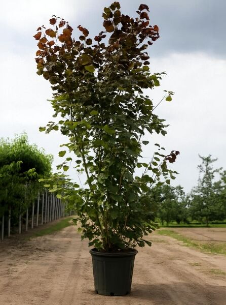Purpur-Hasel (Corylus maxima 'Purpurea') 200–250 cm im Container C70, mehrstämmiger Strauch mit purpurgrünem Laub.
