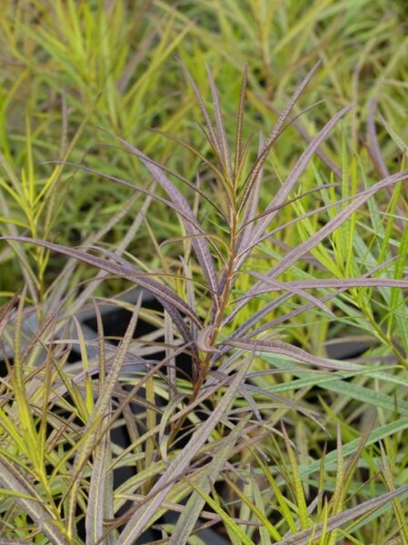 Amsonie, Röhrenstern 'Halfway to Arkansas' / Amsonia hubrichtii 'Halfway to Arkansas'