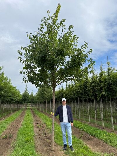 Prunus avium 'Plena' / Vogel-Kirsche 'Plena' Hochstamm 20-25 StU mit Drahtballen, laubtragender Baum mit geradem Stamm