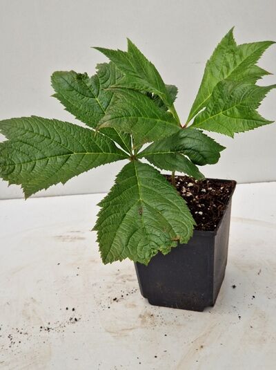 Rodgersia podophylla 'Rotlaub' / Gestieltblättriges Schaublatt 'Rotlaub' im P9-Topf, kräftige handförmige Blätter an roten Stielen